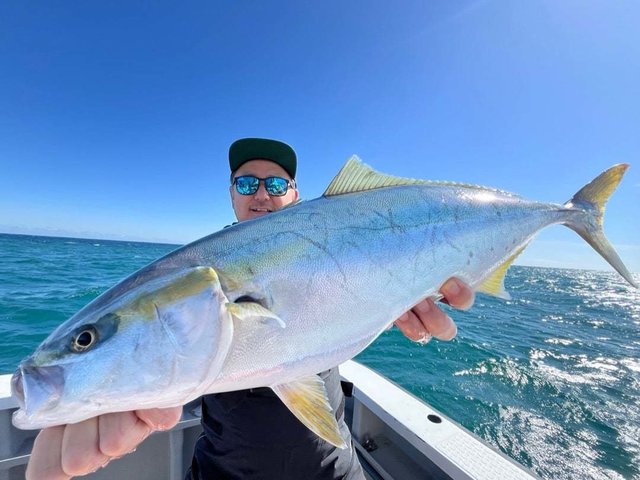 サンパク(ブリ)