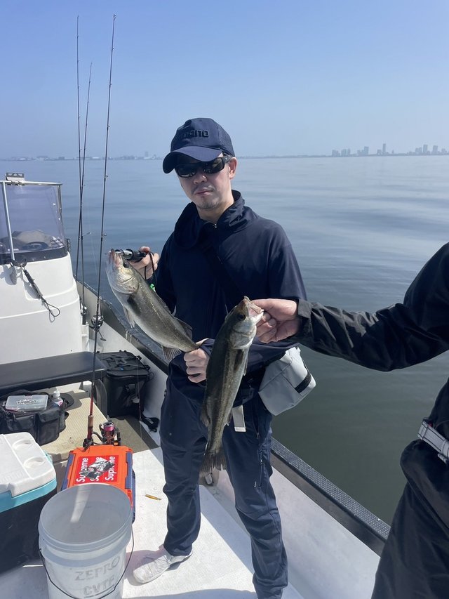 シーバス(スズキ)