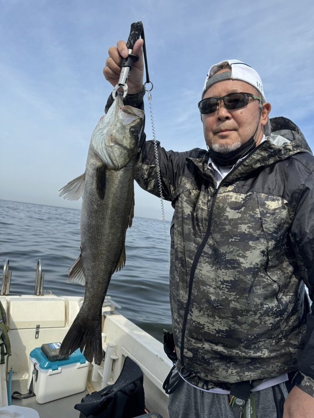 シーバス(スズキ)