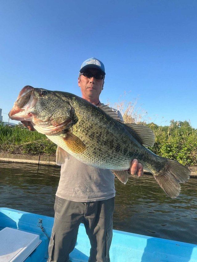 ブラックバス58cm！1匹！の釣果｜2024年5月4日｜ひさの屋（滋賀/）｜釣割