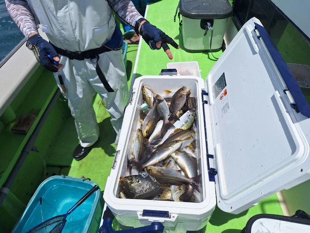 アジ(マアジ)・イサキ