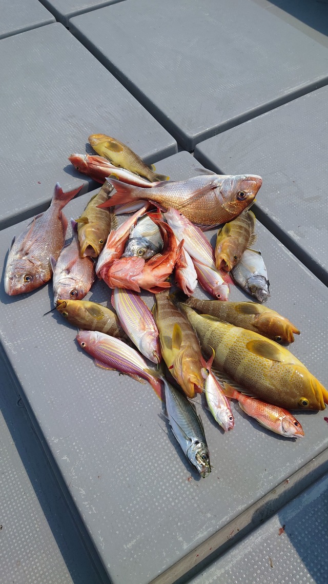 マダイ・アオナ(アオハタ)