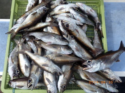 satoshimaru様 さとし【SATOSHI】 on X