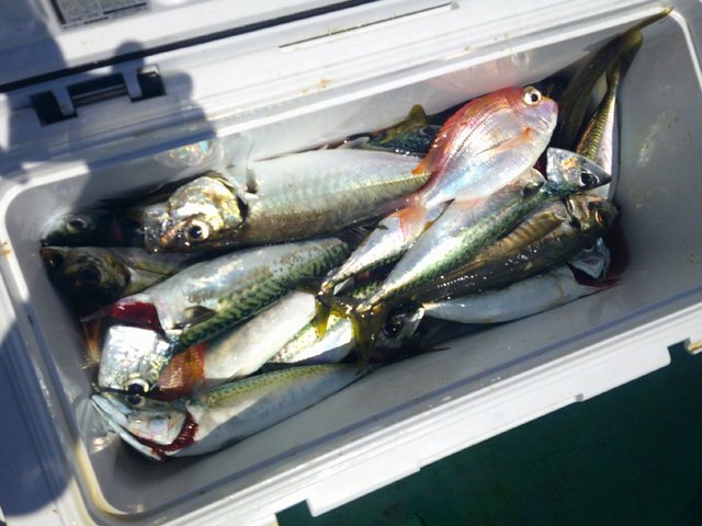 レンコダイ(キダイ)・アジ(マアジ)・カサゴ・サバ(ゴマサバ)