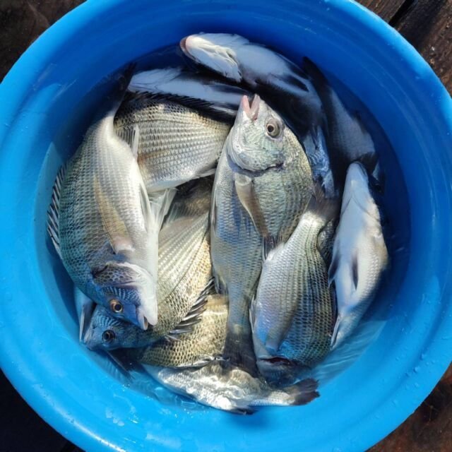 チヌ(クロダイ)