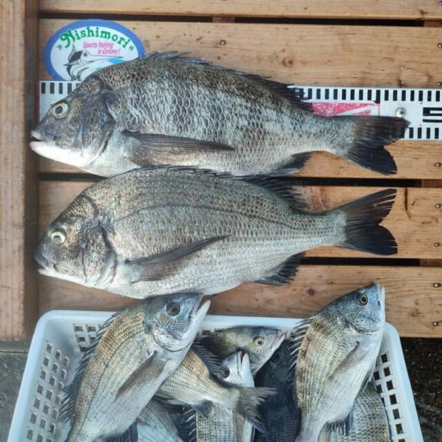 チヌ(クロダイ)