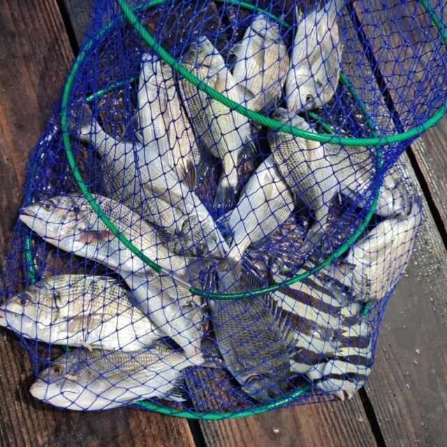 チヌ(クロダイ)