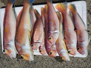 アマダイ(アカアマダイ)