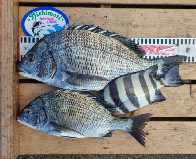 チヌ(クロダイ)