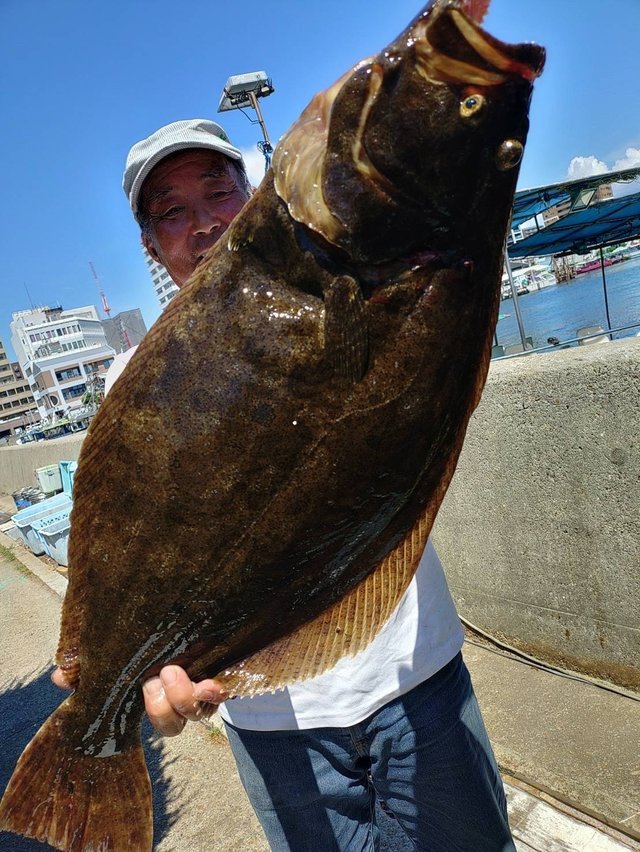 ヒラメ80cm！10匹！の釣果｜2024年8月24日｜釣り船 名田屋（兵庫/明石
