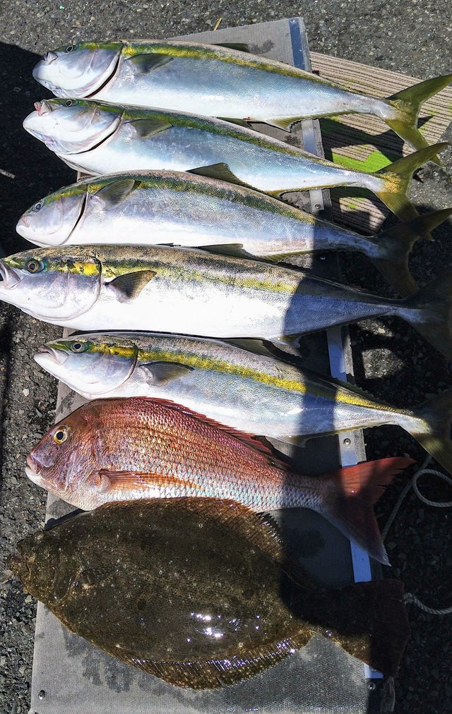 マダイ・ワラサ(ブリ)・ヒラメ