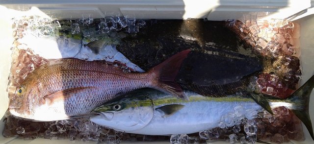 マダイ・ワラサ(ブリ)・ヒラメ