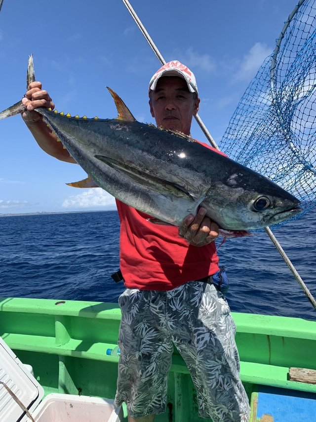 キハダマグロ(キハダ)