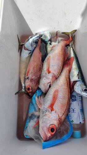 アラ・アジ(マアジ)・アカムツ