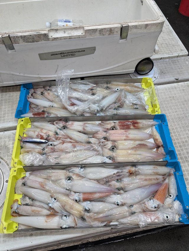 イカ(ヤリイカ)