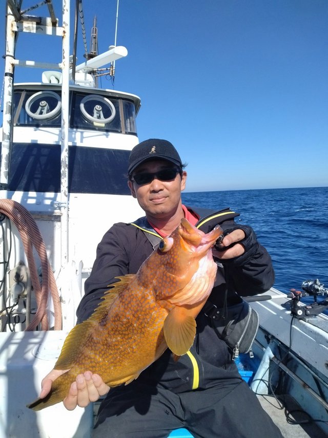 アコウ(キジハタ)