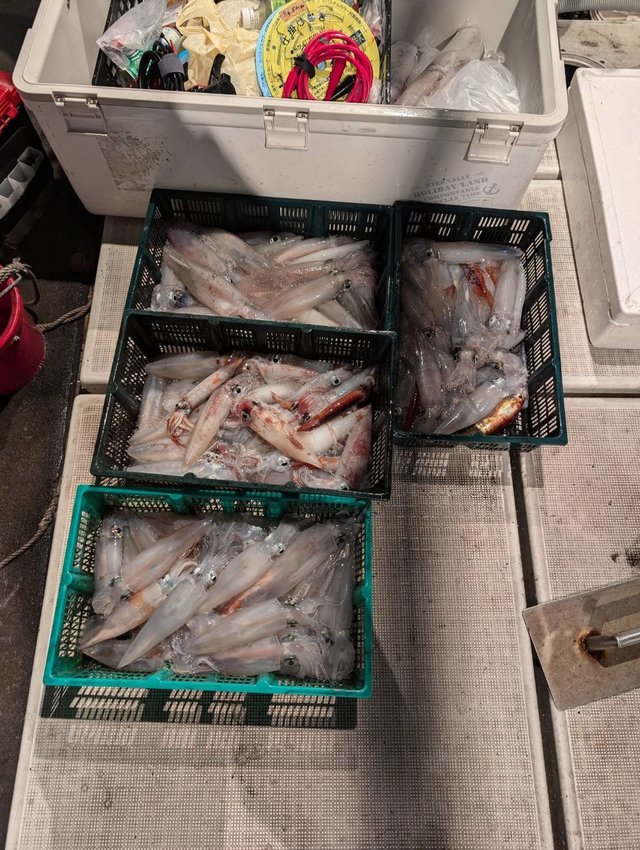 イカ(ヤリイカ)