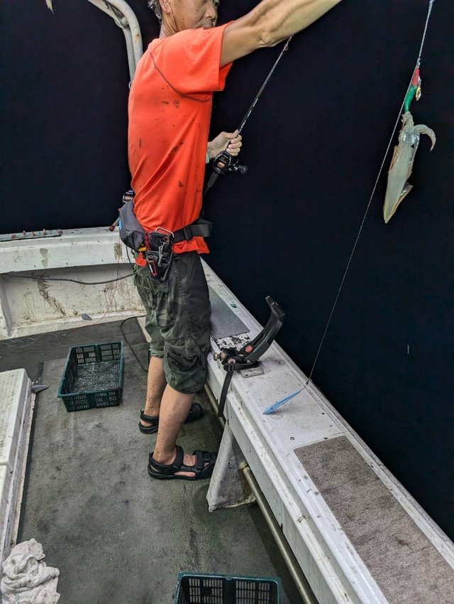 イカ(ヤリイカ)