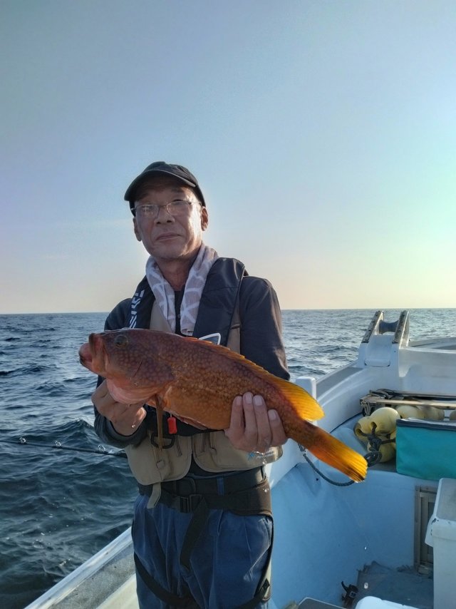 アコウ(キジハタ)