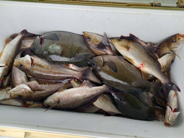 マダイ・メジナ・シマアジ・サンノジ(ニザダイ)