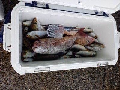 マダイ・メジナ・シマアジ・サンノジ(ニザダイ)