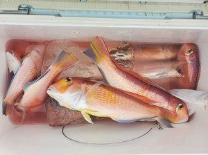 アマダイ(アカアマダイ)