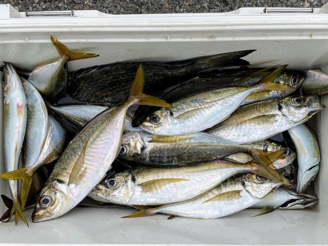 新シマアジ釣針22号100本 土佐丹吉最終大特価