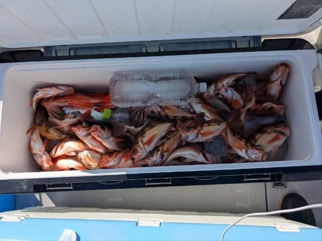 ウッカリカサゴ