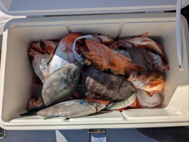 ウッカリカサゴ・カワハギ