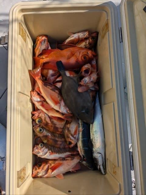 ウッカリカサゴ