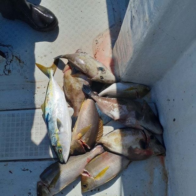 ハマチ(ブリ)・イサキ・ウマヅラ(ウマヅラハギ)