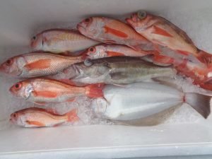 アラ・アカムツ・ムシガレイ