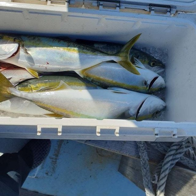 ブリ・ヤズ(ブリ)