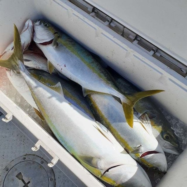 ブリ・ヤズ(ブリ)