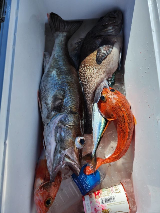 アラ・ユメカサゴ