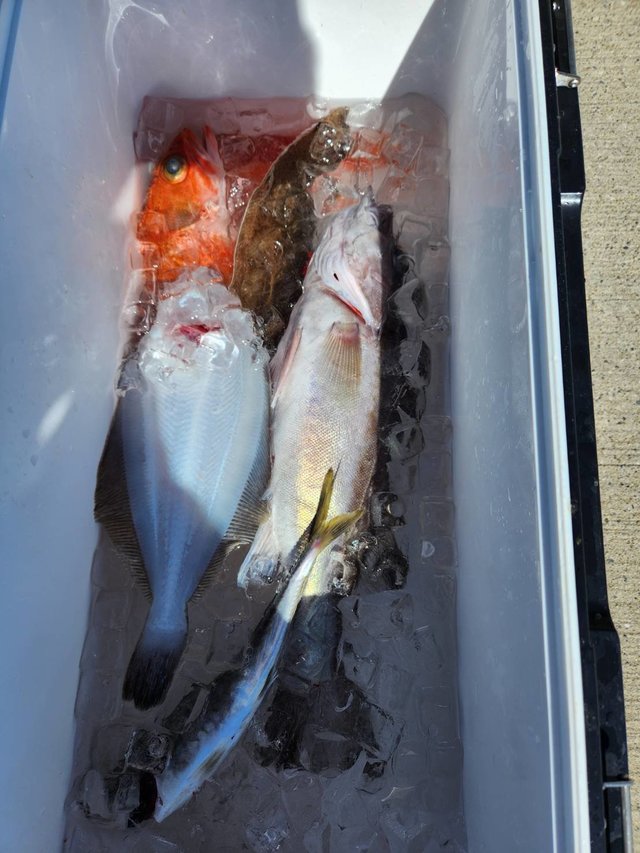 アラ・ユメカサゴ・ムシガレイ