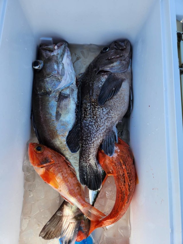 アラ・マゾイ(キツネメバル)・ユメカサゴ