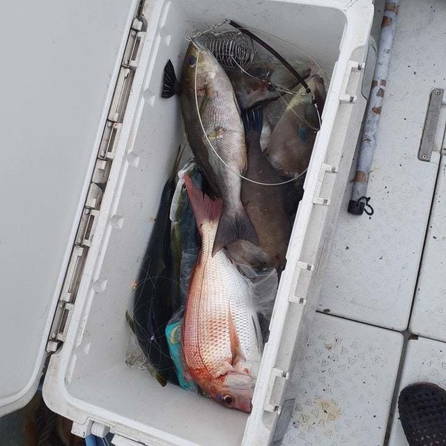 マダイ・ヤズ(ブリ)・イサキ・ウマヅラ(ウマヅラハギ)