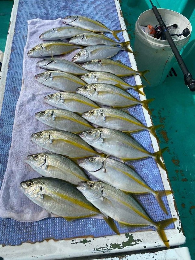 シマアジ釣針13号100本土佐丹吉最終大特価