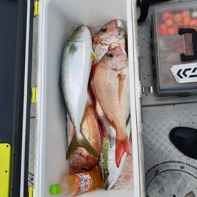 マダイ・ハマチ(ブリ)