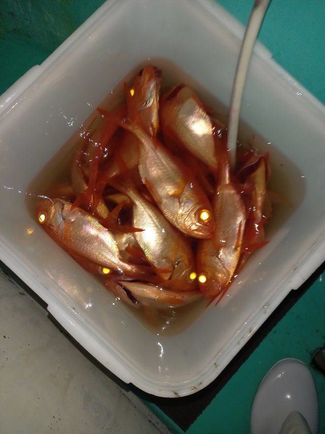 キンメ(キンメダイ)