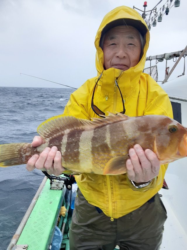 アオナ(アオハタ)