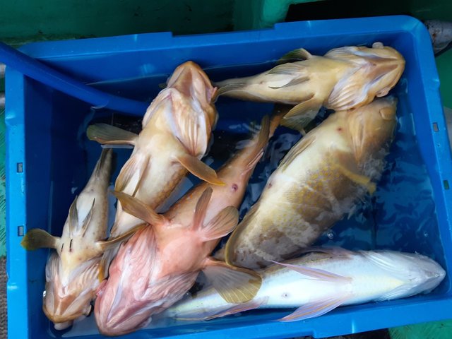 アオナ(アオハタ)