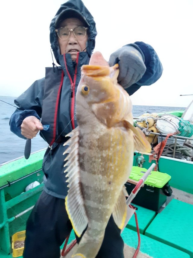 アオナ(アオハタ)