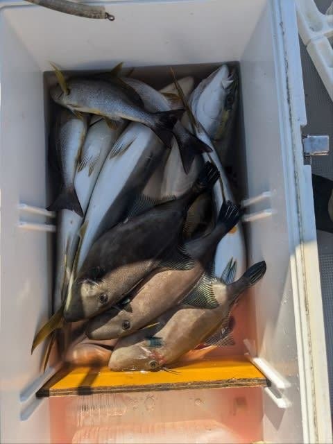 ワラサ(ブリ)・ヒラマサ・イサキ