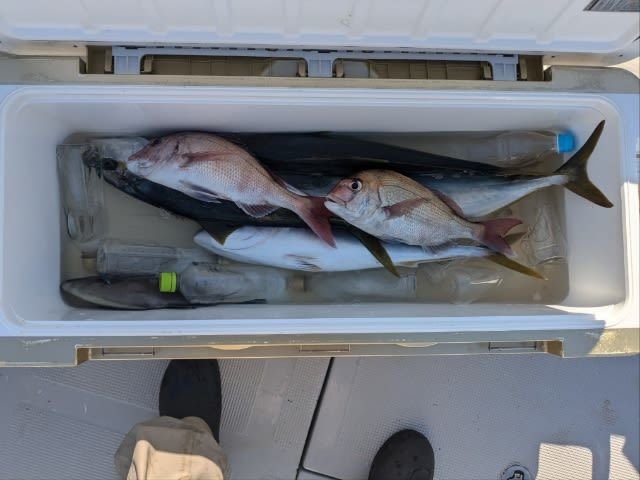 マダイ・ヒラマサ