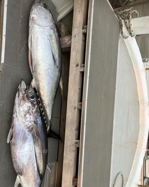 トンボ(ビンナガ)・キハダマグロ(キハダ)