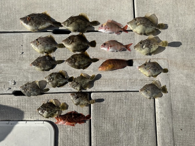 マダイ・ガシラ(カサゴ)・カワハギ