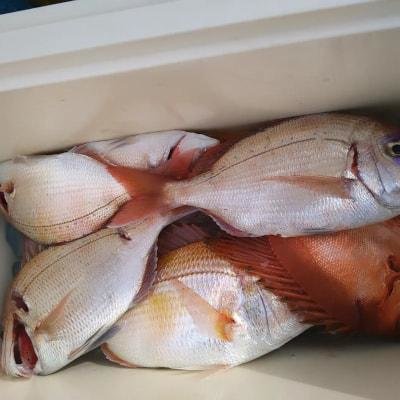 レンコ(キダイ)・チダイ