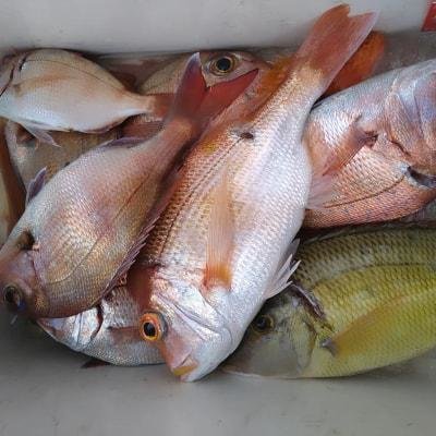 マダイ・レンコ(キダイ)・チダイ